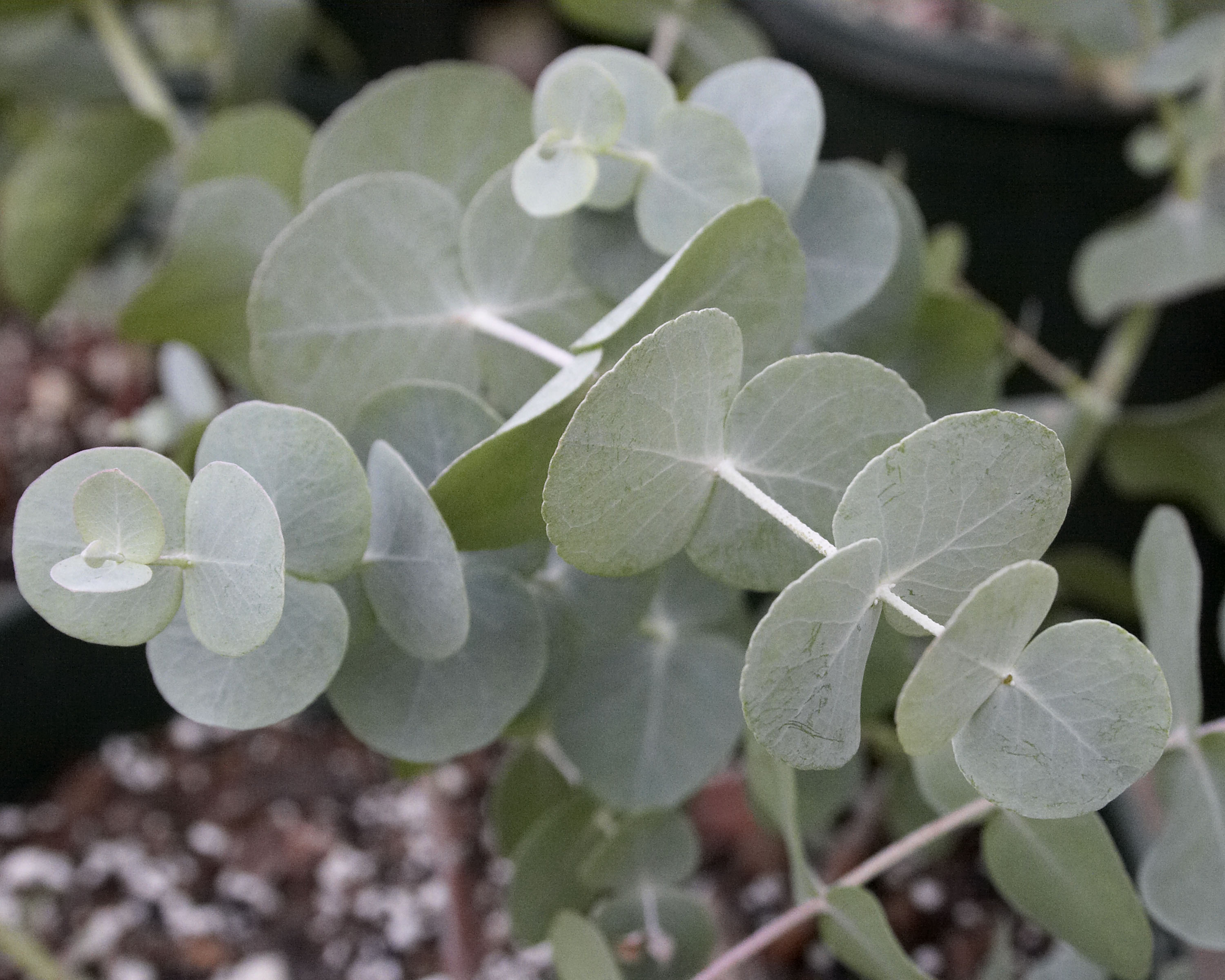 Eucalyptus Cinerea Alchetron The Free Social Encyclopedia Eucalyptus Cinerea Alchetron The Free Social Encyclopedia