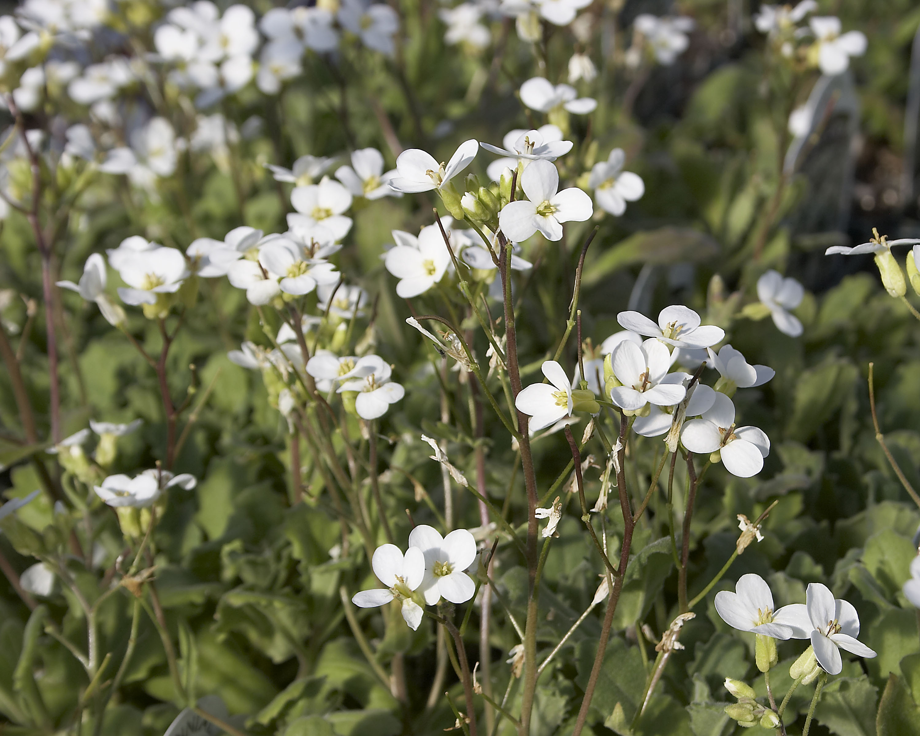 arabis caucasica