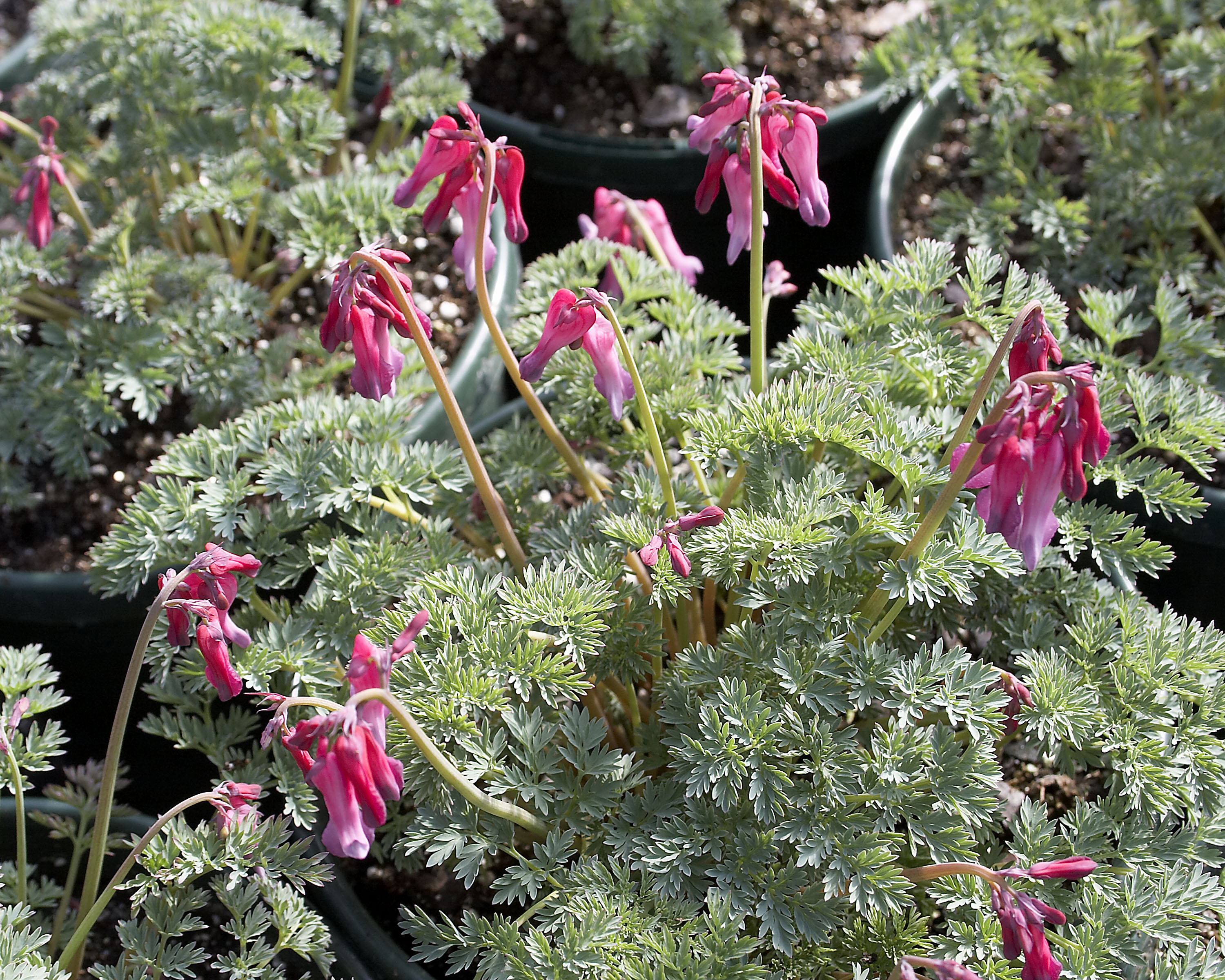 Dicentra_Candy_Heart.jpg
