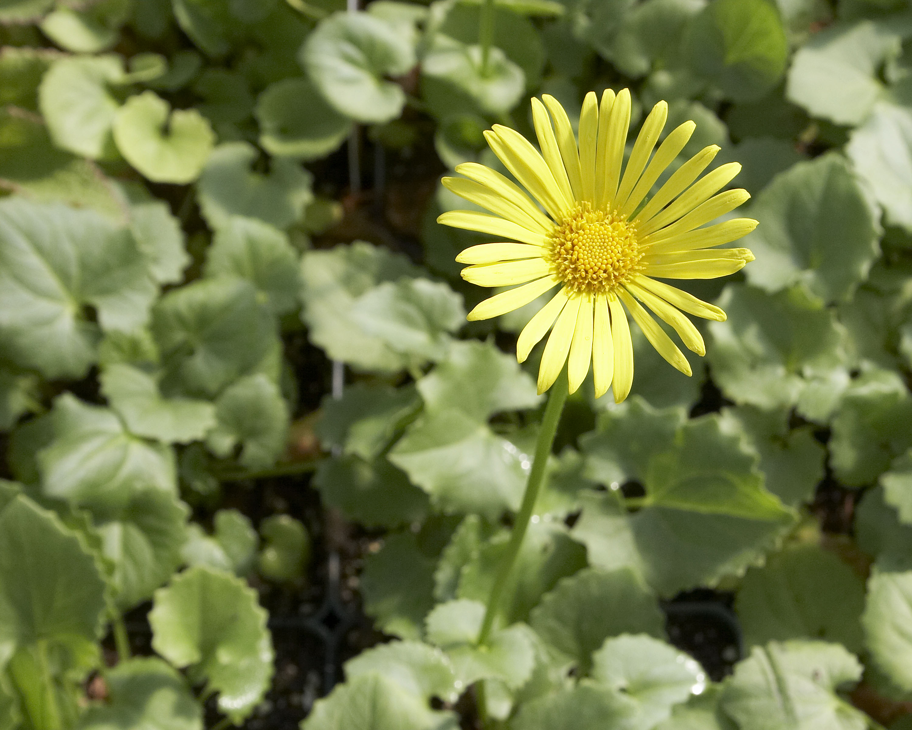 Doronicum Caucasicum