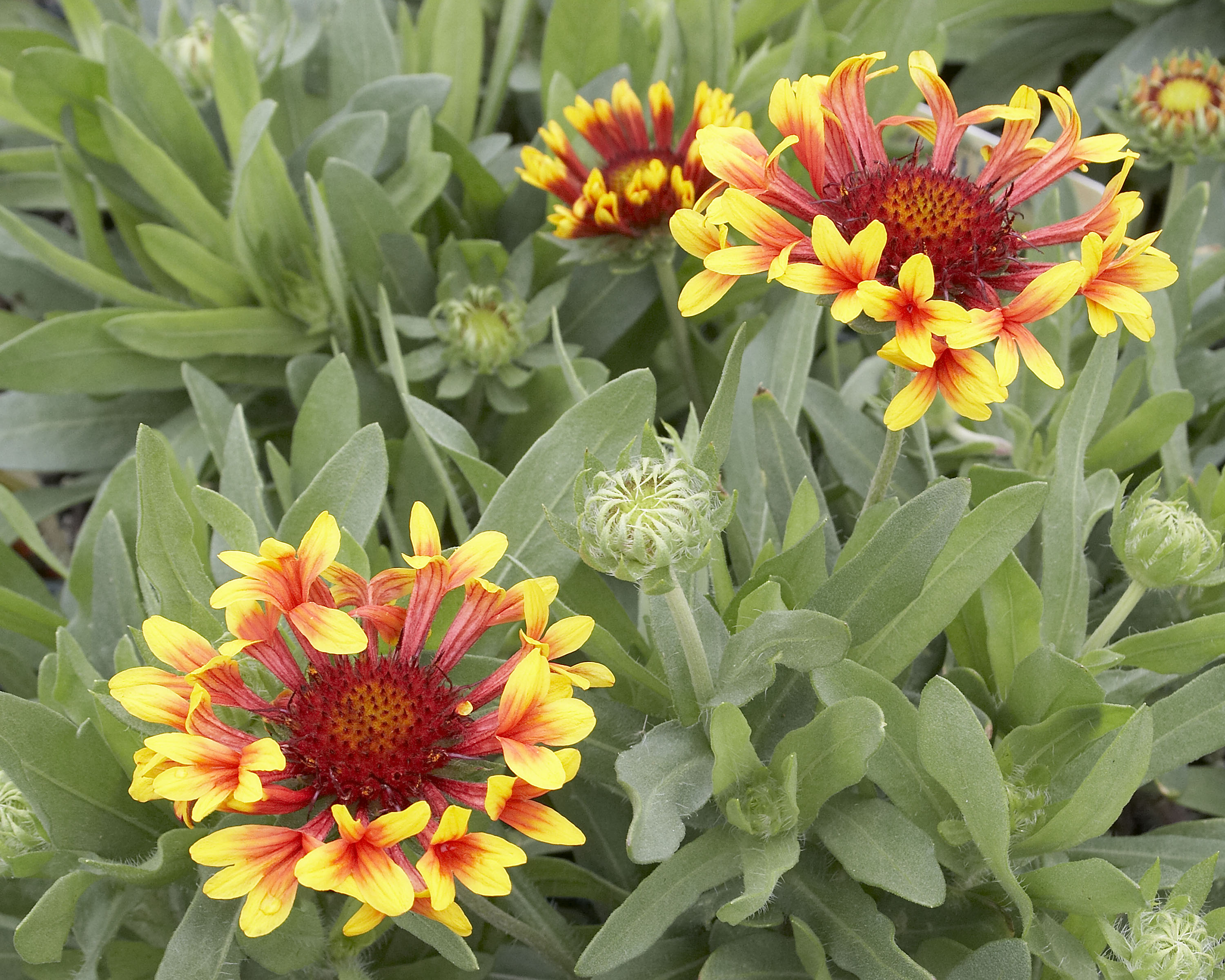 Gaillardia_Fanfare.jpg
