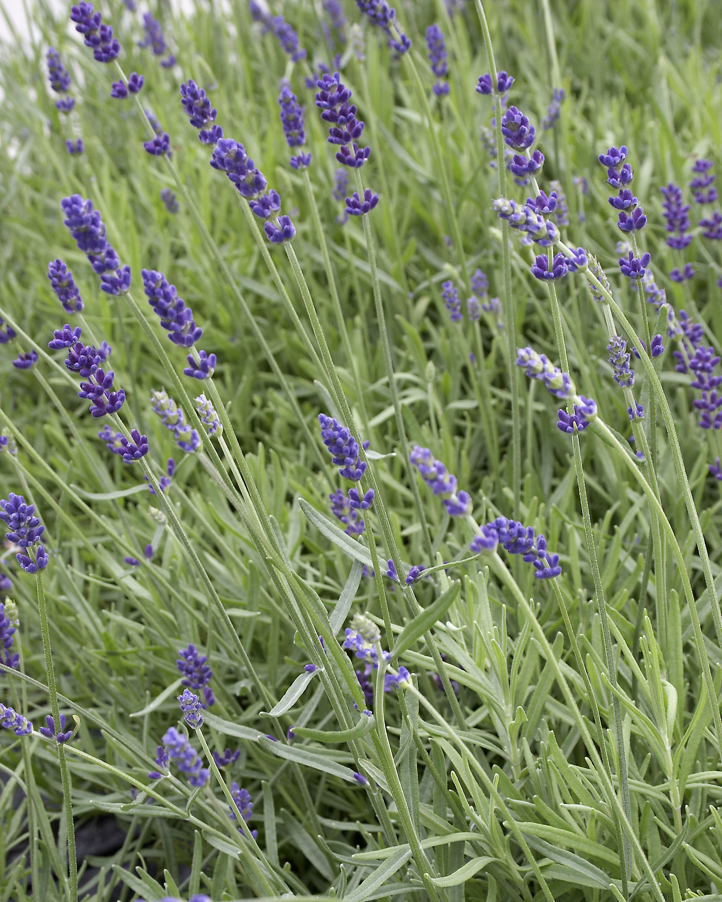 Lavandula Hidcote Superior