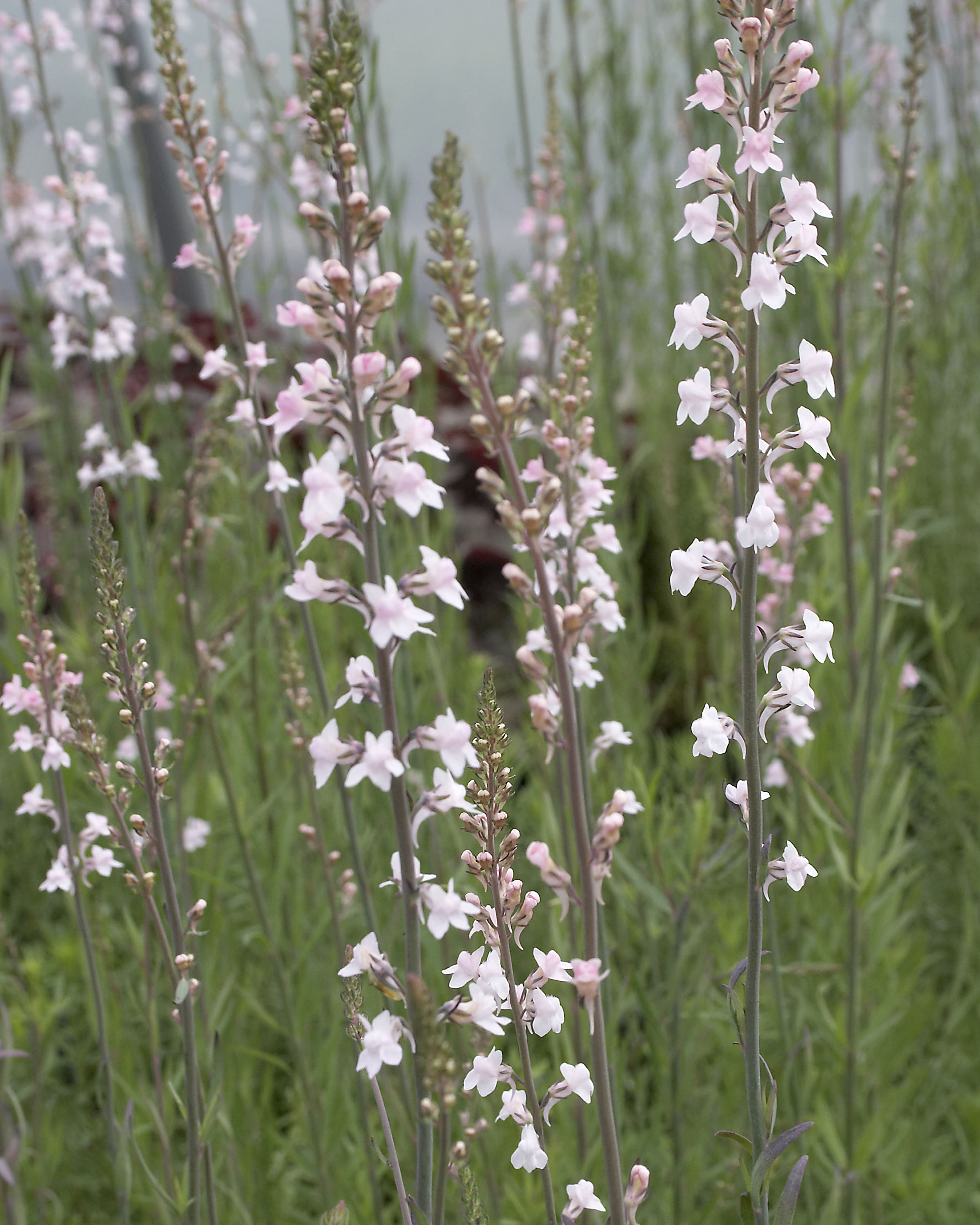 Linaria Canon Went