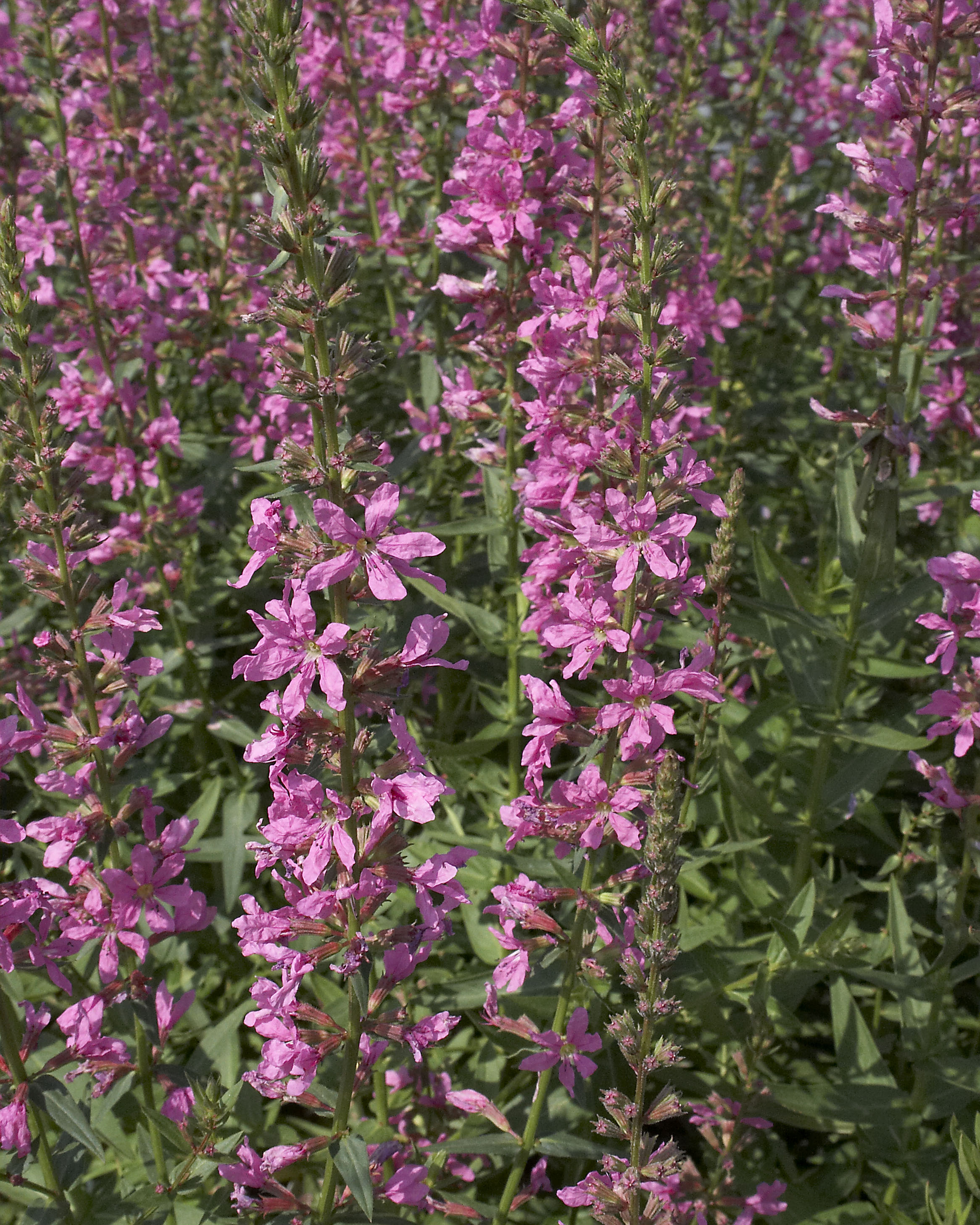 Lythrum_virgatum_Morden_s_Pink.jpg