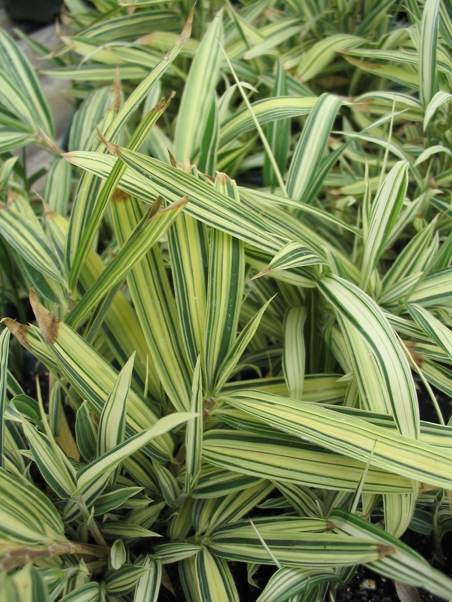 Pleioblastus fortunei, Dwarf Varigated Bamboo