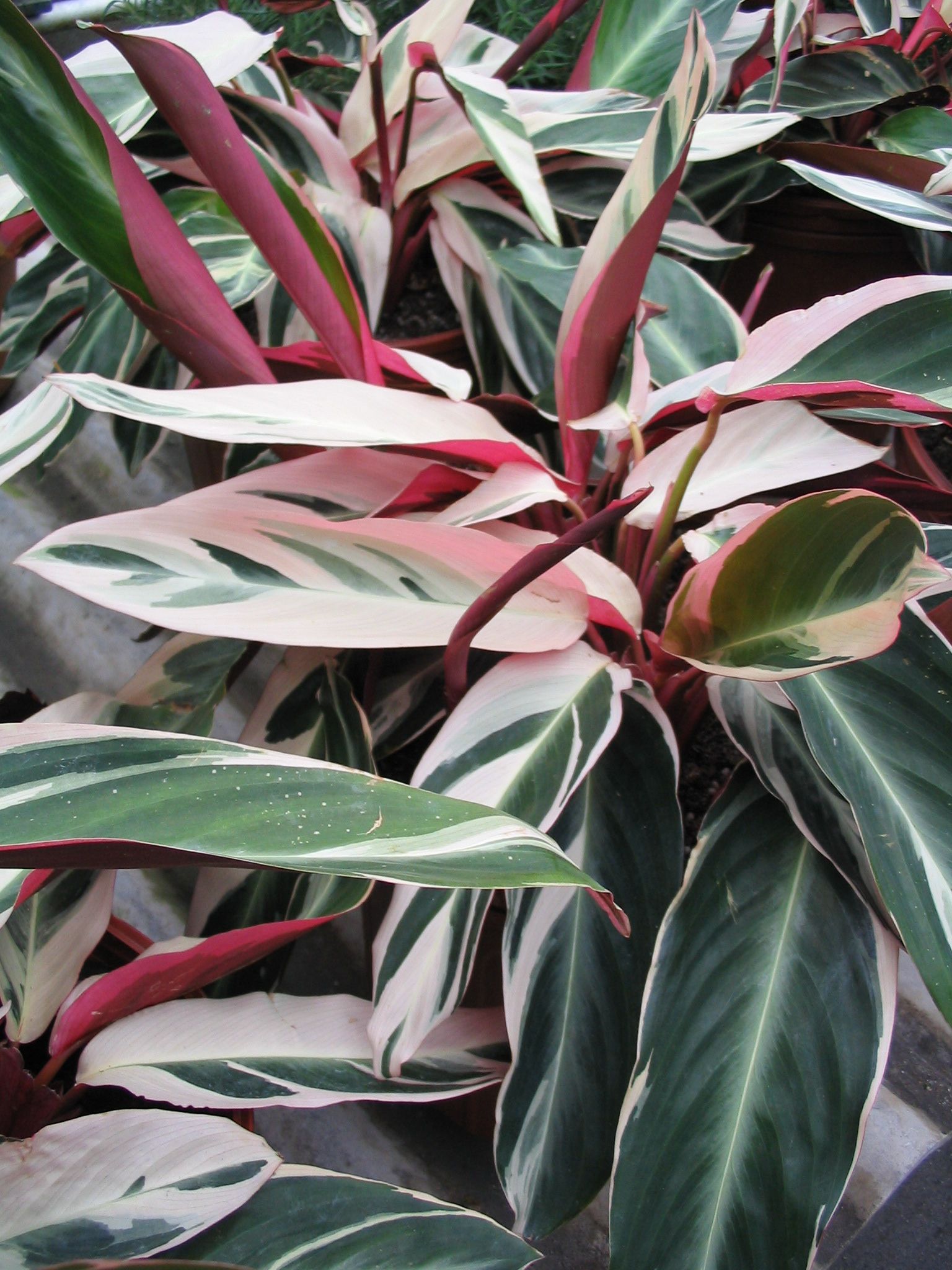Stomanthe sanguinea “Tricolor” Tender tropical w Stomanthe sanguinea “Tricolor” Tender tropical w