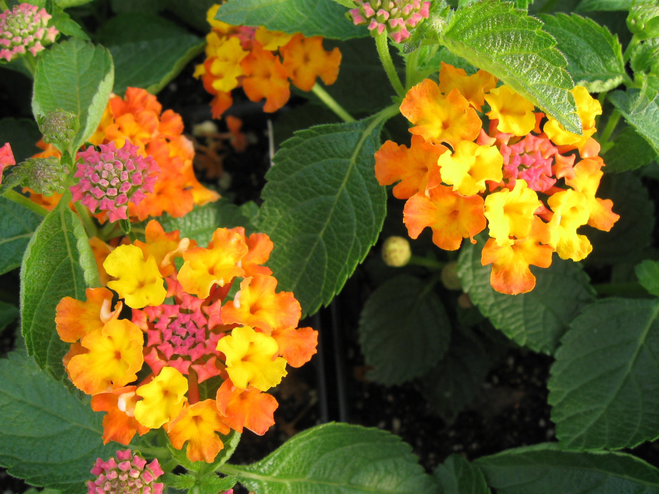 lantana orange