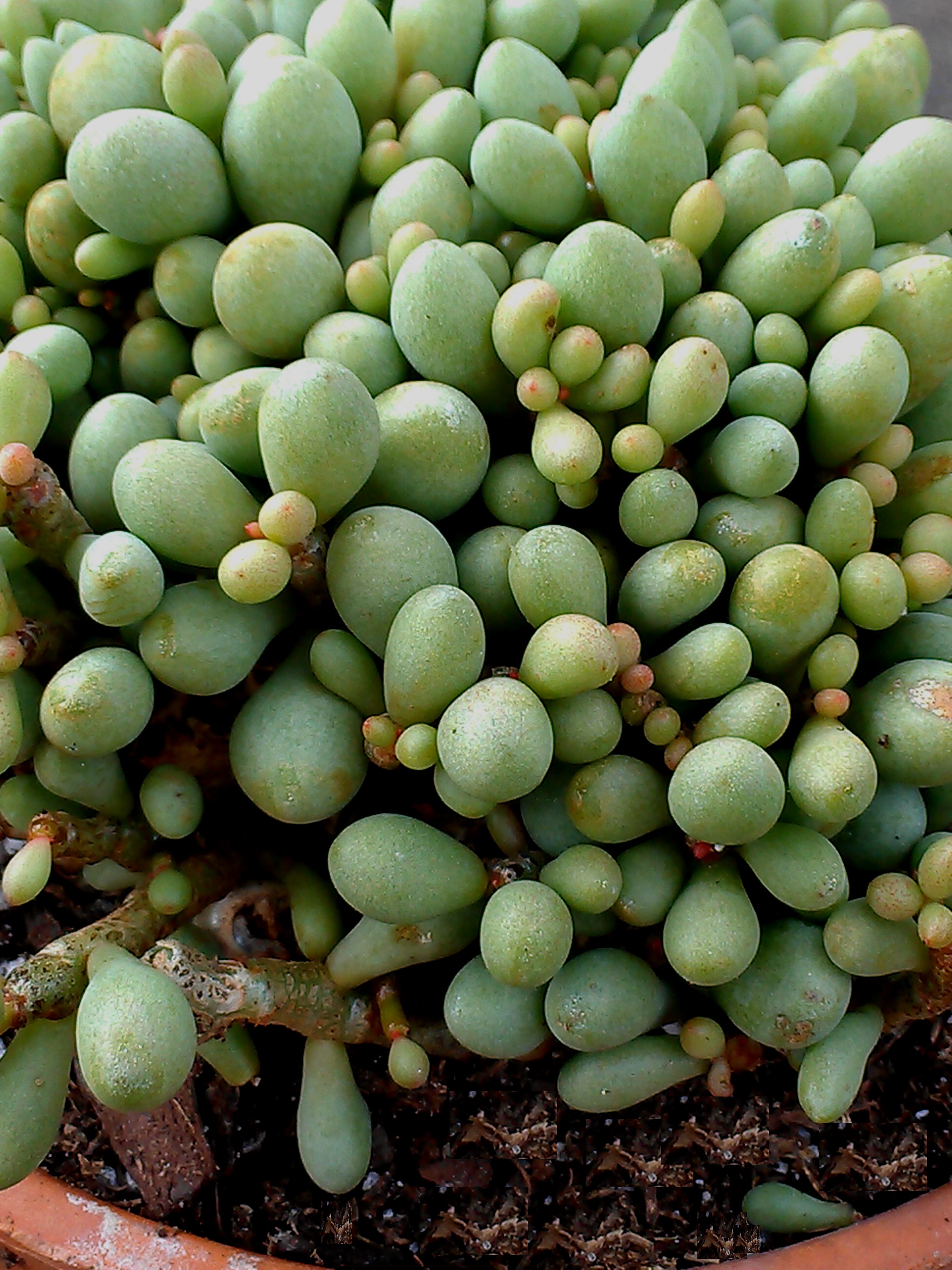 cotyledon sinus alexandri